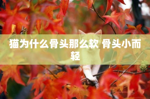 貓為什么骨頭那么軟 骨頭小而輕