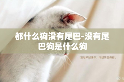 都什么狗沒有尾巴-沒有尾巴狗是什么狗