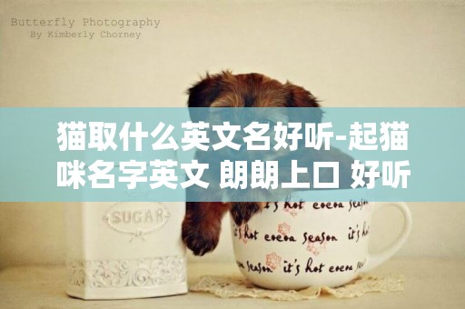貓取什么英文名好聽-起貓咪名字英文 朗朗上口 好聽