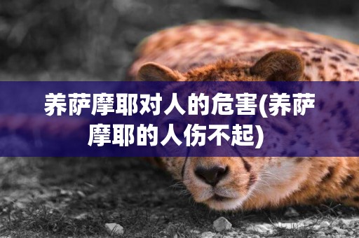 養薩摩耶對人的危害(養薩摩耶的人傷不起) 