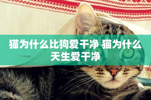 貓為什么比狗愛干凈 貓為什么天生愛干凈
