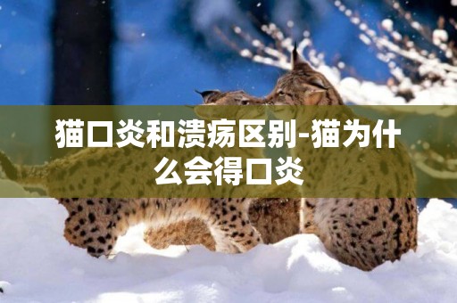 貓口炎和潰瘍區別-貓為什么會得口炎