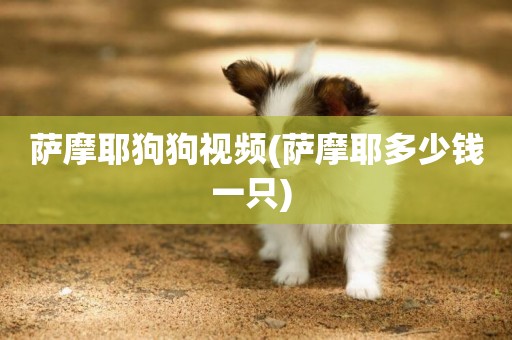 薩摩耶狗狗視頻(薩摩耶多少錢一只) 