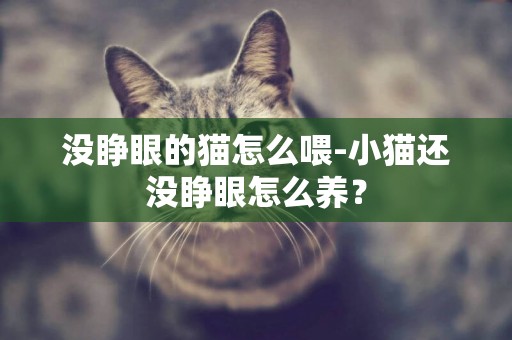 沒睜眼的貓怎么喂-小貓還沒睜眼怎么養？