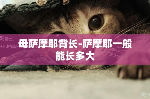 母薩摩耶背長-薩摩耶一般能長多大