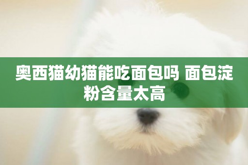 奧西貓幼貓能吃面包嗎 面包淀粉含量太高