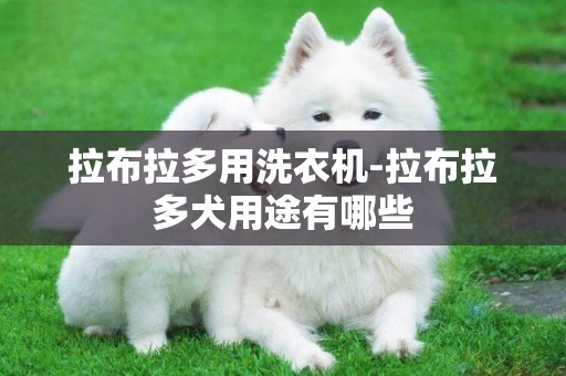 拉布拉多用洗衣機-拉布拉多犬用途有哪些