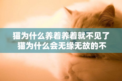 貓為什么養著養著就不見了 貓為什么會無緣無故的不見了