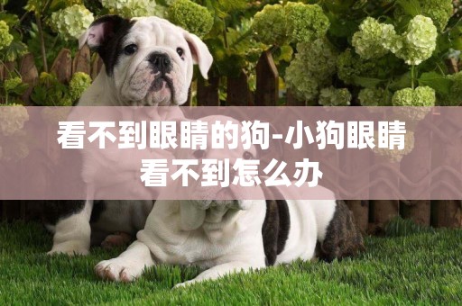 看不到眼睛的狗-小狗眼睛看不到怎么辦