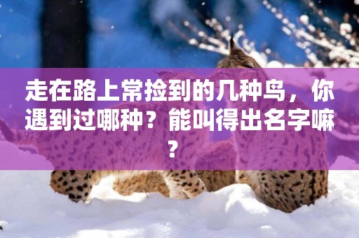 走在路上常撿到的幾種鳥，你遇到過哪種？能叫得出名字嘛？ 