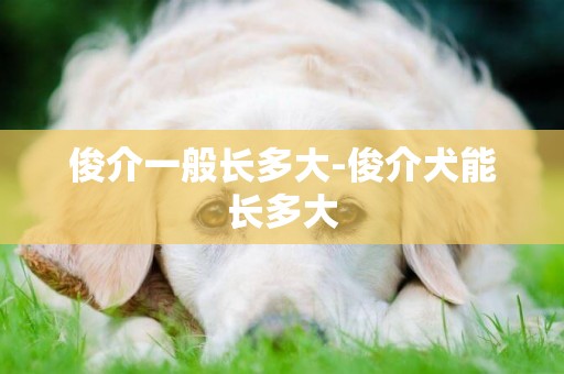 俊介一般長多大-俊介犬能長多大