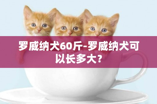 羅威納犬60斤-羅威納犬可以長多大？