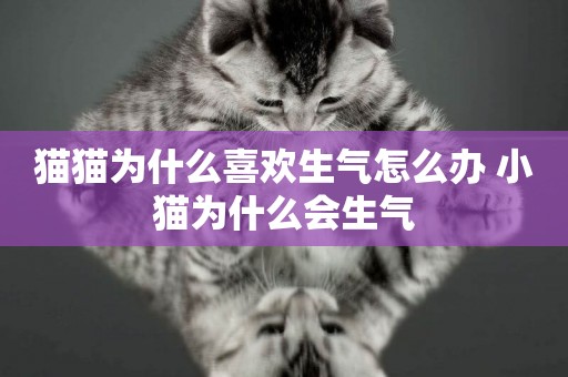 貓貓為什么喜歡生氣怎么辦 小貓為什么會生氣