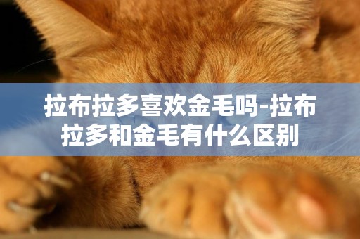 拉布拉多喜歡金毛嗎-拉布拉多和金毛有什么區別