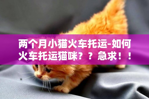 兩個月小貓火車托運-如何火車托運貓咪？？急求！！！！！