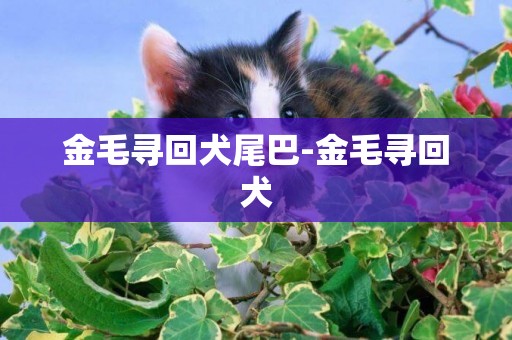 金毛尋回犬尾巴-金毛尋回犬