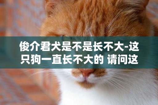 俊介君犬是不是長不大-這只狗一直長不大的 請問這是什么品種的狗