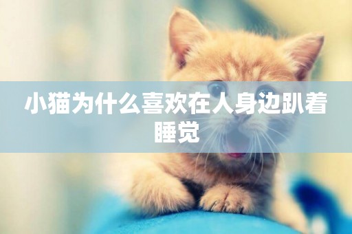 小貓為什么喜歡在人身邊趴著睡覺