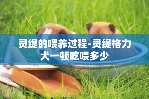 靈緹的喂養過程-靈緹格力犬一頓吃喂多少