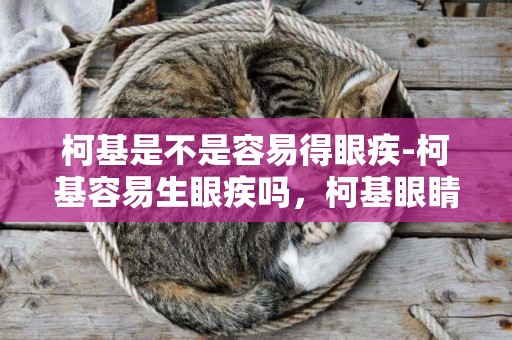 柯基是不是容易得眼疾-柯基容易生眼疾嗎，柯基眼睛容易生病嗎