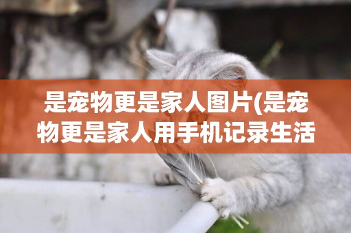 是寵物更是家人圖片(是寵物更是家人用手機記錄生活) 