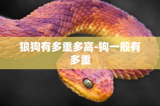 狼狗有多重多高-狗一般有多重