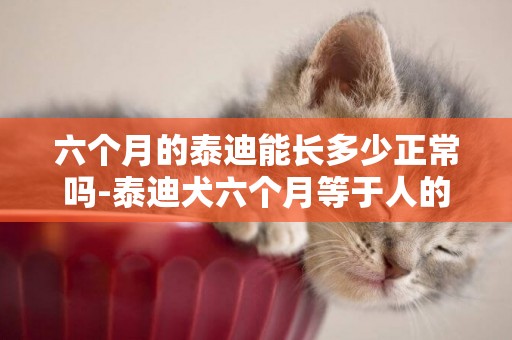 六個月的泰迪能長多少正常嗎-泰迪犬六個月等于人的多少？