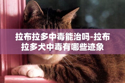 拉布拉多中毒能治嗎-拉布拉多犬中毒有哪些跡象