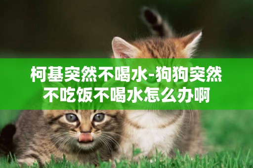 柯基突然不喝水-狗狗突然不吃飯不喝水怎么辦啊
