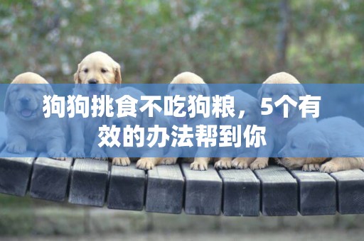 狗狗挑食不吃狗糧,5個有效的辦法幫到你 狗狗挑食不吃狗糧,5個有效的辦法幫到你