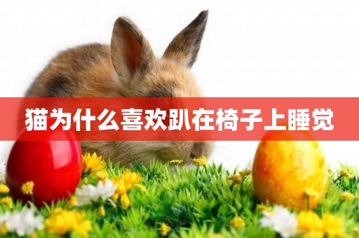 貓為什么喜歡趴在椅子上睡覺