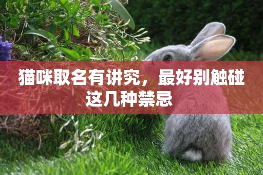 貓咪取名有講究，最好別觸碰這幾種禁忌 