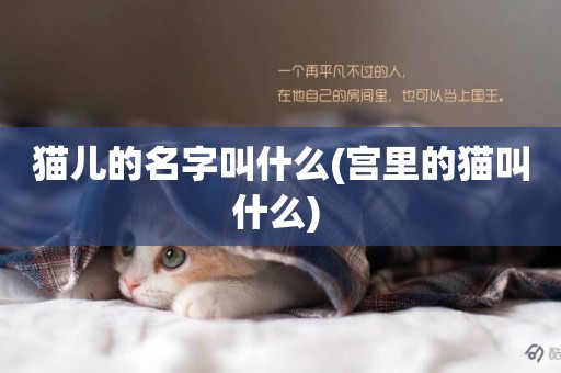 貓兒的名字叫什么(宮里的貓叫什么) 