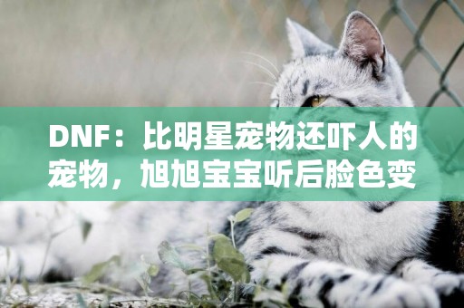 DNF：比明星寵物還嚇人的寵物，旭旭寶寶聽后臉色變了，不敢用了 