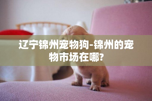 遼寧錦州寵物狗-錦州的寵物市場在哪?