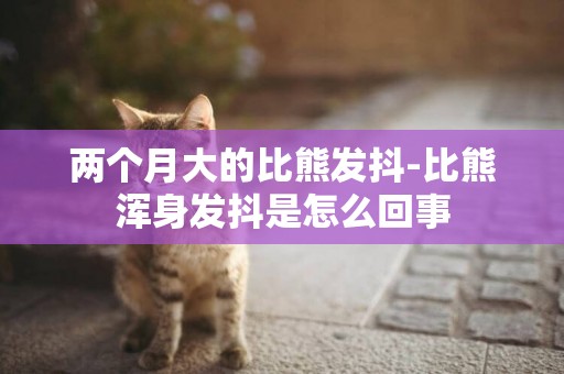 兩個月大的比熊發抖-比熊渾身發抖是怎么回事