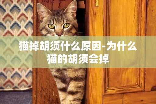 貓掉胡須什么原因-為什么貓的胡須會掉