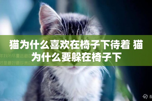 貓為什么喜歡在椅子下待著 貓為什么要躲在椅子下