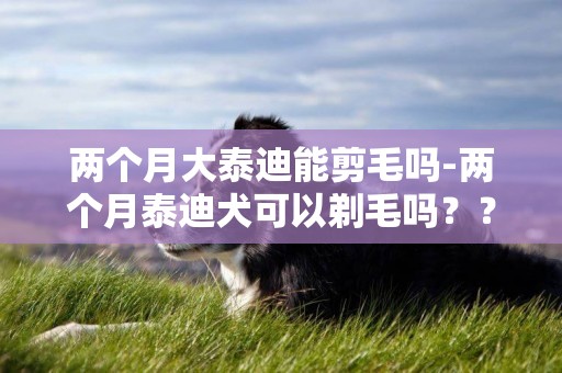 兩個月大泰迪能剪毛嗎-兩個月泰迪犬可以剃毛嗎？？