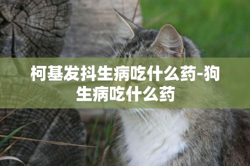 柯基發抖生病吃什么藥-狗生病吃什么藥