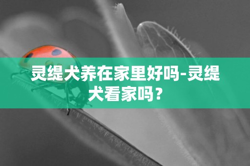 靈緹犬養在家里好嗎-靈緹犬看家嗎？