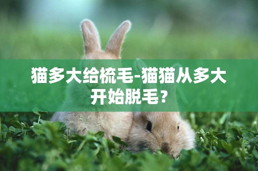 貓多大給梳毛-貓貓從多大開始脫毛？