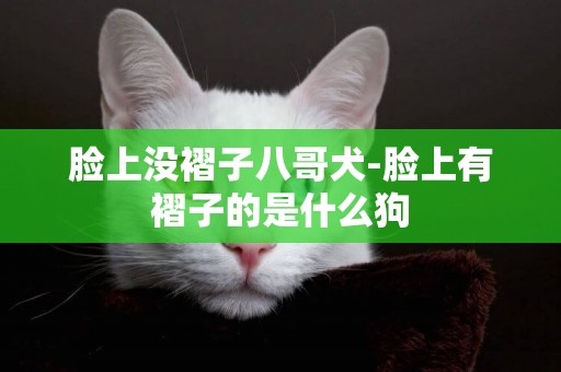 臉上沒褶子八哥犬-臉上有褶子的是什么狗