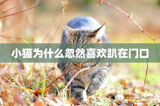 小貓為什么忽然喜歡趴在門口