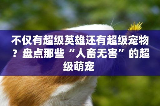 不僅有超級英雄還有超級寵物？盤點那些“人畜無害”的超級萌寵 