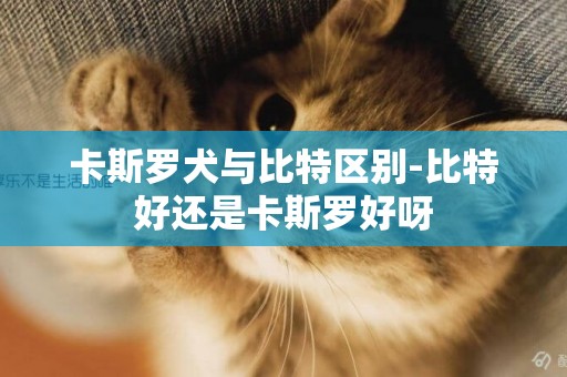 卡斯羅犬與比特區別-比特好還是卡斯羅好呀