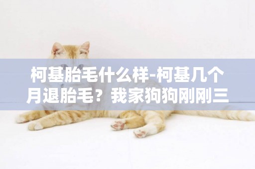 柯基胎毛什么樣-柯基幾個月退胎毛？我家狗狗剛剛三個月，最近每次梳毛時梳子上有好多毛，每次抱完它，身上