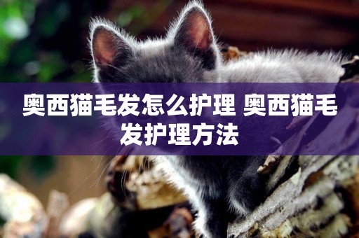 奧西貓毛發怎么護理 奧西貓毛發護理方法