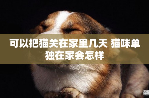 可以把貓關在家里幾天 貓咪單獨在家會怎樣