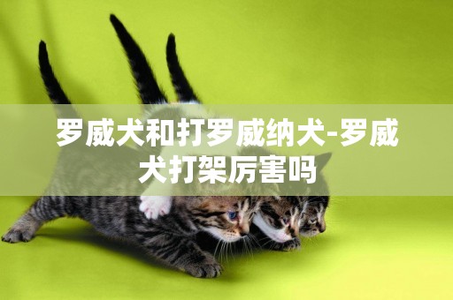 羅威犬和打羅威納犬-羅威犬打架厲害嗎